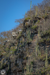 Cephalocereus apicicephalium
