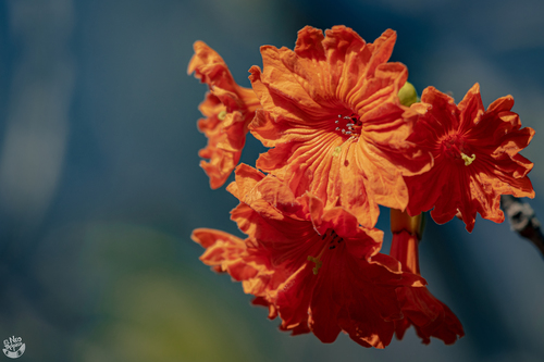 Cordia dodecandra (Cordia dodecandra)