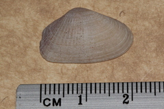 Hemidonax dactylus