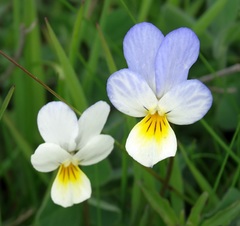 Viola arvensis