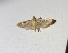 Microthyris anormalis