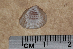 Timoclea scabra