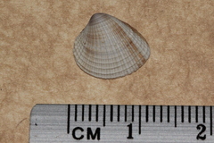 Timoclea scabra