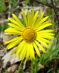 Doronicum caucasicum