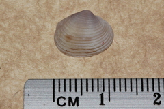 Antigona persimilis