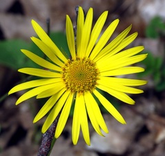 Doronicum caucasicum
