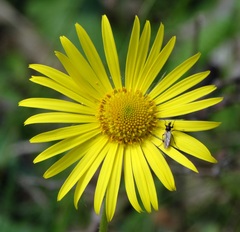 Doronicum caucasicum