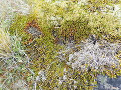 Dracophyllum muscoides