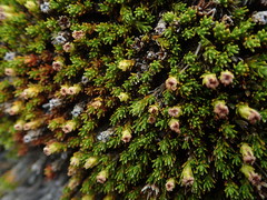 Dracophyllum muscoides