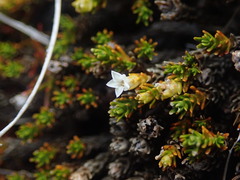 Dracophyllum muscoides