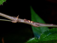 Phaenopharos struthioneus
