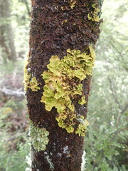 Crocodia rubella