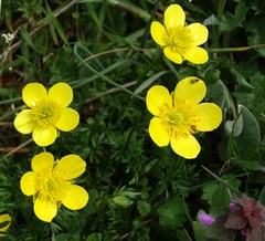 Ranunculus millefoliatus