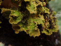 Crocodia rubella