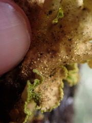 Crocodia rubella