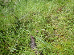 Stenostachys gracilis