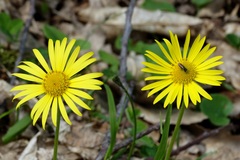 Doronicum caucasicum