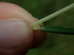 Stenostachys gracilis