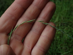 Stenostachys gracilis