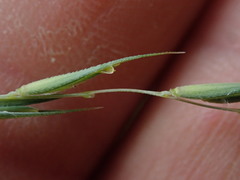 Stenostachys gracilis