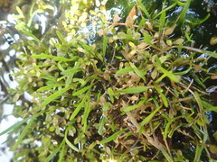 Montia campylostigma