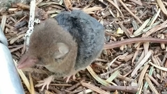 Sorex sonomae