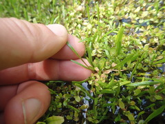 Montia campylostigma