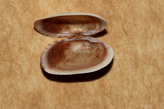 Irus crenatus