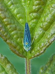 Graphocephala atropunctata