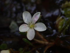 Montia campylostigma
