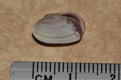 Irus crenatus