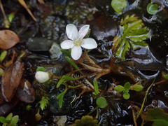 Montia campylostigma