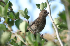 Pipilo maculatus oregonus
