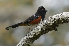 Pipilo maculatus oregonus