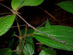 Phaenopharos struthioneus