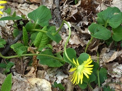 Doronicum caucasicum