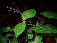 Phaenopharos struthioneus