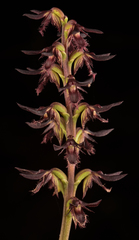 Genoplesium simulans