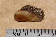 Modiolus areolatus