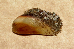 Modiolus areolatus