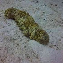 Stichopus
