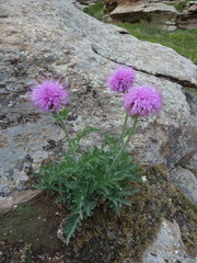 Jurinea mongolica