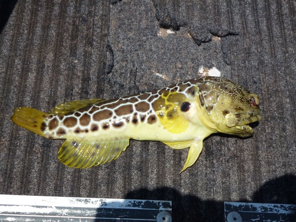 Leopard Jawfish