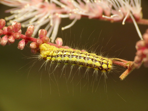 Mesquite Stinger Moth photo 2