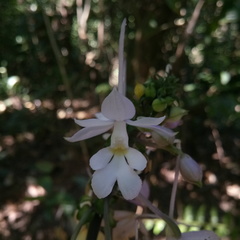 Calanthe ceciliae