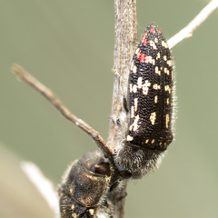 Acmaeodera rubronotata