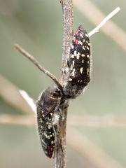 Acmaeodera rubronotata
