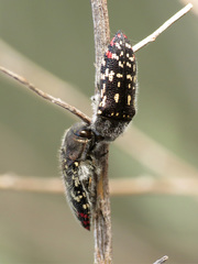 Acmaeodera rubronotata