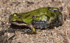 Cacosternum boettgeri
