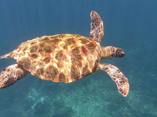 Green Sea Turtle — seen at this dive site